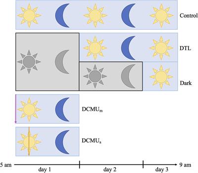 Critical Role of Light in the Growth and Activity of the Marine N2-Fixing UCYN-A Symbiosis